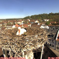 10_15-nest.jpg