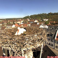 10_25-nest.jpg