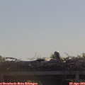 10_40-mast.jpg