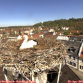 10_50-nest.jpg
