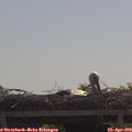 11_00-mast.jpg