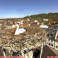 11_00-nest.jpg