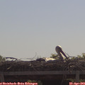 11_05-mast.jpg