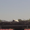 11_10-mast.jpg