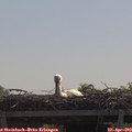 11_15-mast.jpg