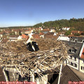 11_15-nest.jpg
