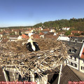 11_20-nest.jpg