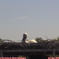 11_25-mast.jpg