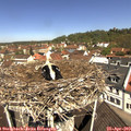 11_25-nest.jpg