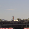11_30-mast.jpg
