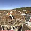 11_30-nest.jpg