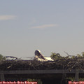 11_35-mast.jpg