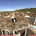 11_35-nest.jpg