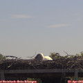 11_40-mast.jpg
