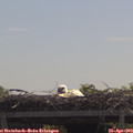 11_45-mast.jpg