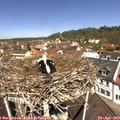 11_45-nest.jpg