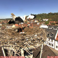 11_50-nest.jpg
