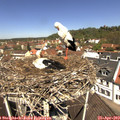 11_55-nest.jpg