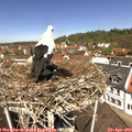12_00-nest.jpg