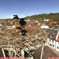 12_05-nest.jpg