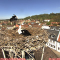 12_10-nest.jpg