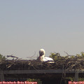 12_15-mast.jpg