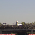 12_20-mast.jpg