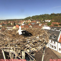 12_20-nest.jpg