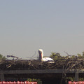 12_30-mast.jpg