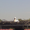 12_35-mast.jpg