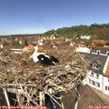12_35-nest.jpg