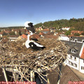 12_40-nest.jpg