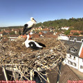 12_45-nest.jpg