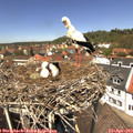 12_50-nest.jpg