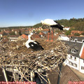 12_55-nest.jpg