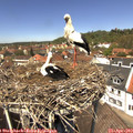 13_00-nest.jpg