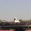 13_05-mast.jpg
