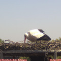 13_10-mast.jpg