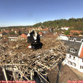 13_10-nest.jpg