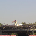 13_15-mast.jpg
