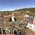 13_15-nest.jpg