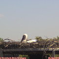 13_20-mast.jpg