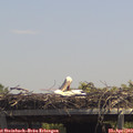 13_25-mast.jpg