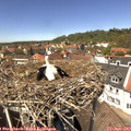 13_30-nest.jpg