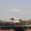 13_35-mast.jpg
