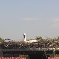 13_40-mast.jpg