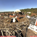 13_45-nest.jpg