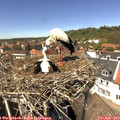 13_50-nest.jpg
