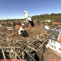 14_00-nest.jpg