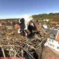 14_10-nest.jpg